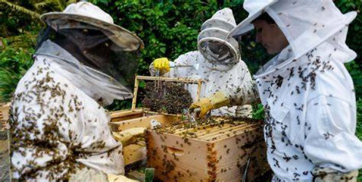 beekeeping community beekeeping community