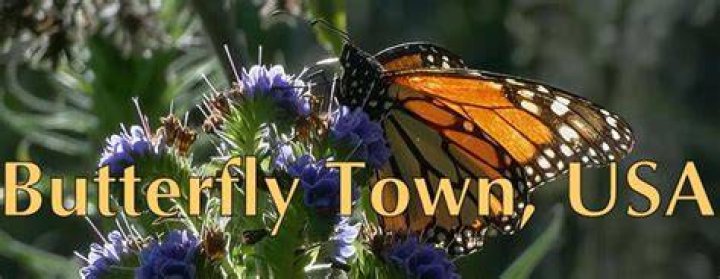 Butterfly Town, USA - Twin Cities PBS