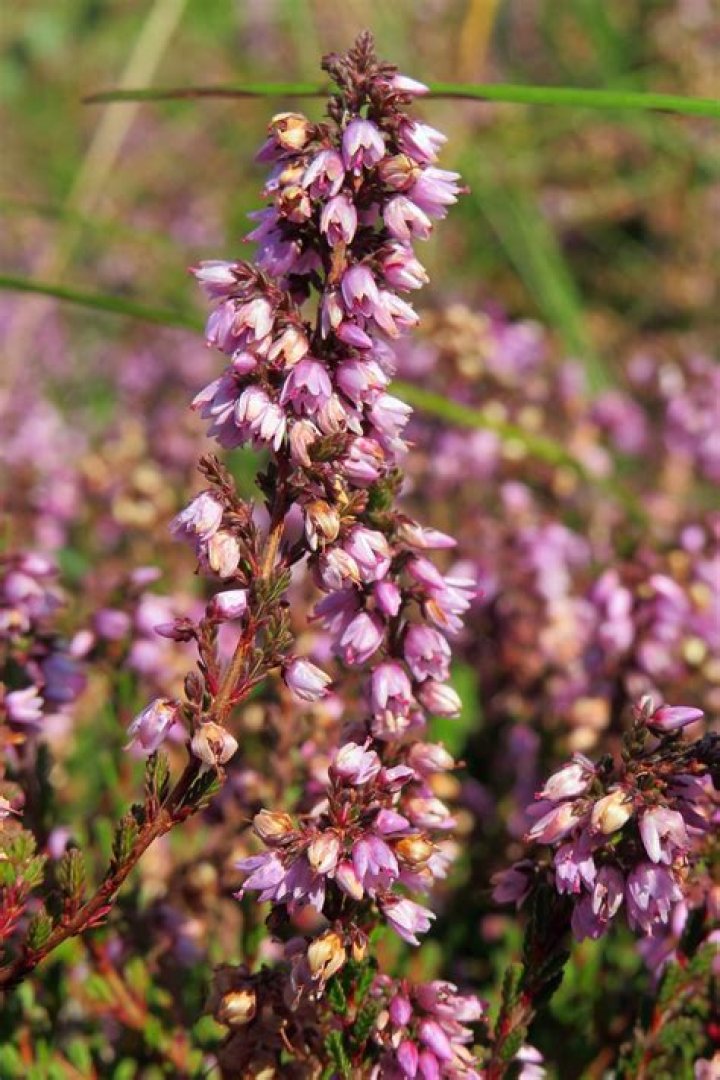 heather-flower