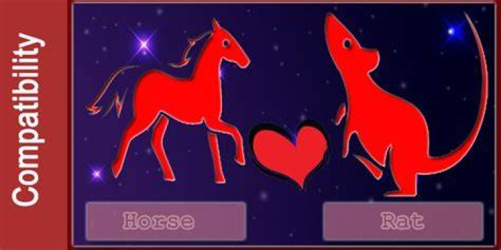 horse rat compatibility