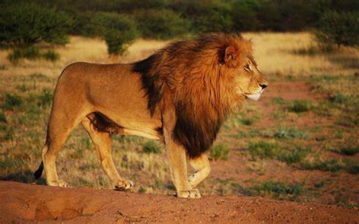 lion