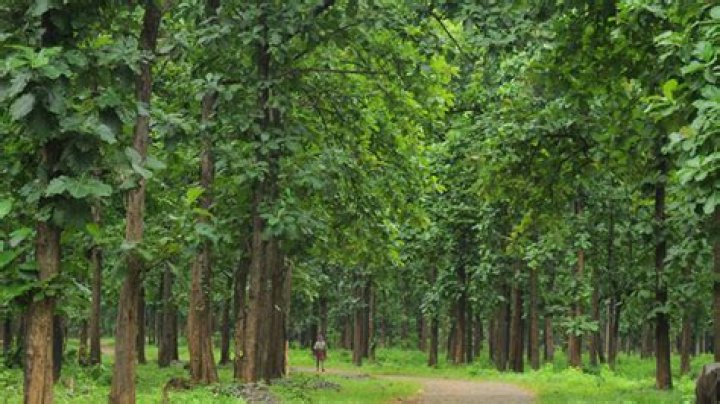 Nilambur teak