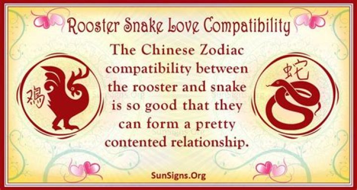Rooster And Snake Compatibility: Silent And Seductive