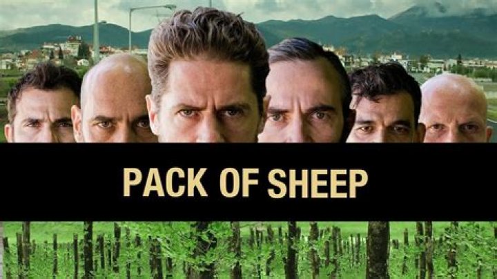 sheep 2021