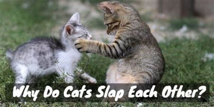 Why Do Cats Slap
